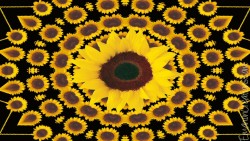 Sunflowerburst Wp