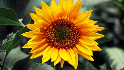 Sunflowers Wp 02