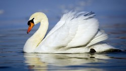 Swan Wp 01