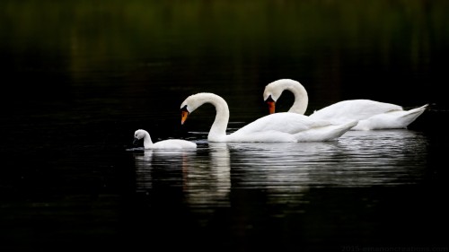 Swan Wp 03