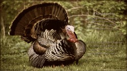 Tgiving Poem Wp