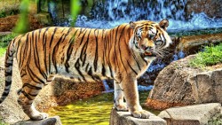 Tiger Wp 15