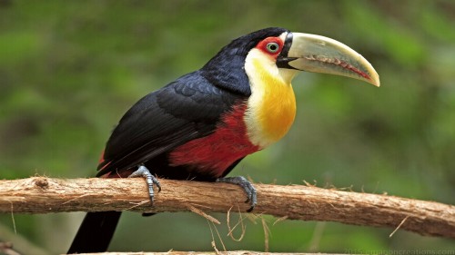 Toucan Wp 01