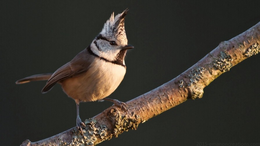 Tufted Titmouse Wp 01