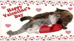 Valentine Kittie 02