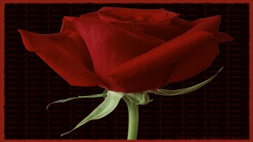 Valentine Rose Love Wp