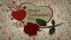 Valentine Rose Wp 01