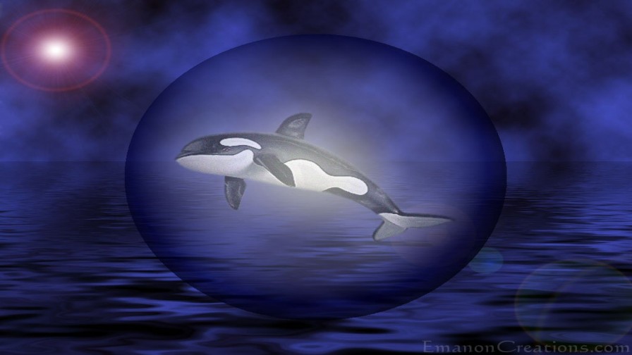 Whale Orb Wp