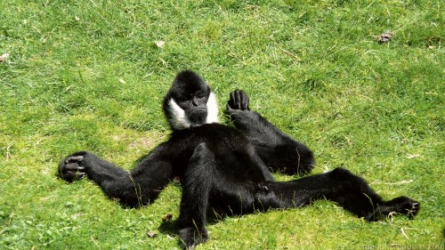 White Cheeked Gibbon Wp 01