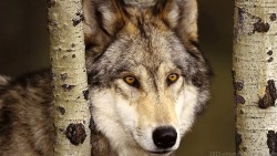 Wolf Wp 06