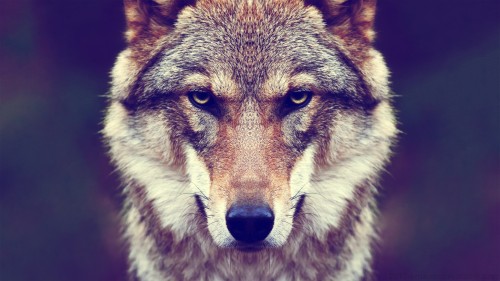 Wolf Wp 08