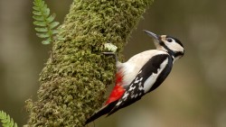 Woodpecker Wp 02