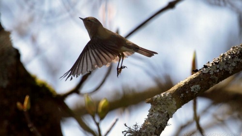 Yellow Wagtail Wp 01