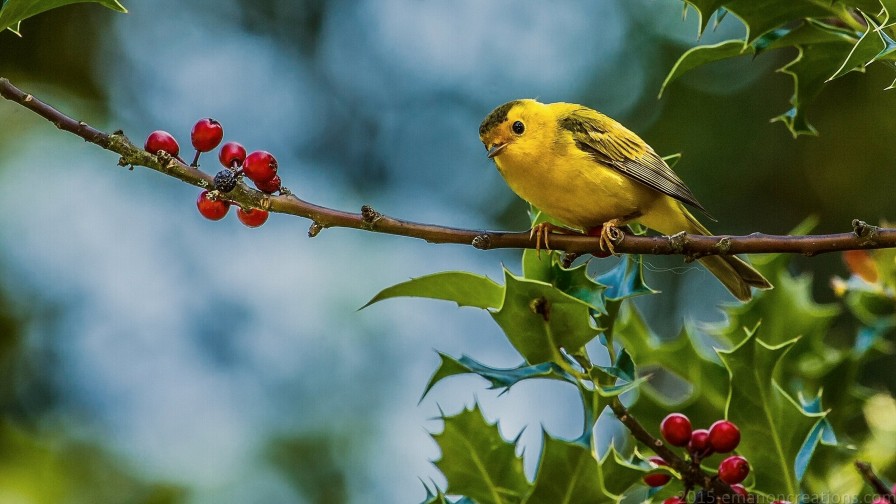 Yellow Warbler Wp 01