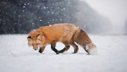 Fox Wp 09