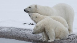 Polar Bear Wp 07
